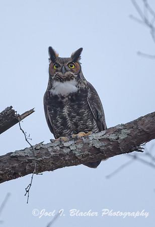 Great-Horned-Owl