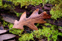 White-Oak-on-Winter-Moss-Island-Ford