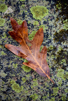 White-Oak-on-Lichen-Covered-Granite-Island-Ford