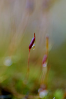 Moss-Sporangia-in-the-Rain-2-Island-Ford