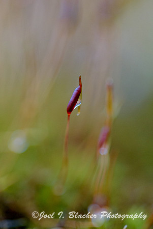 Moss-Sporangia-in-the-Rain-2-Island-Ford