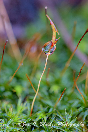 Moss-Sporangia-in-the-Rain-Island-Ford