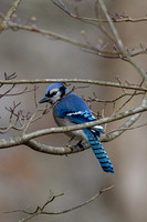 Songbirds