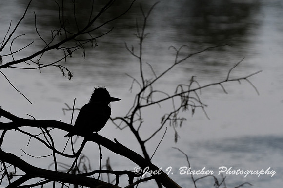 Kingfisher-Sillouette-Jekyll
