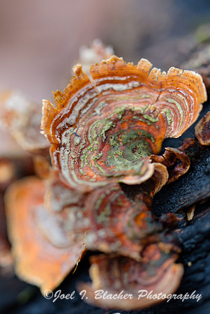 Turkey-Tail-Island-Ford