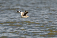 Shorebirds and Waders