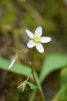 Flowers, Grasses, & Bog Plants