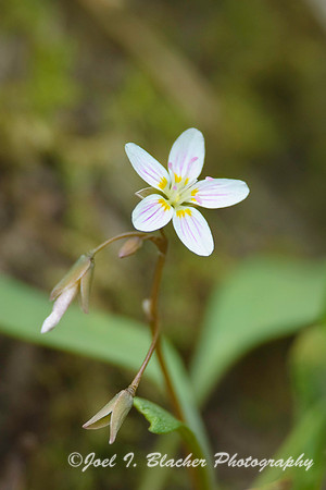 Spring Beauty 2.jpg
