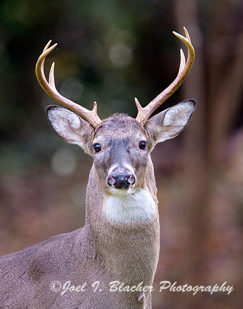Autumn-White-tail-Buck-1