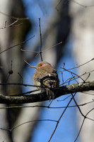 Northern Flicker-in-Winter