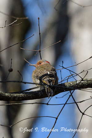 Northern Flicker-in-Winter