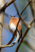 Songbirds