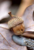 Nothern-Red-Oak-Acorn-Island-Ford