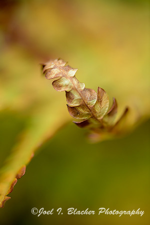 Autumn-Fern