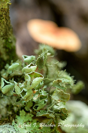 Lichenscape