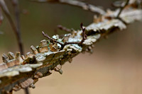 Trees & Shrubs