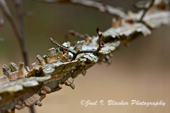 Sweetgum Branch.jpg