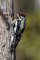 Woodpeckers and Nuthatches