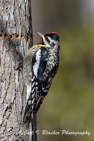 Yellow-bellied-Sapsucker-Female-2