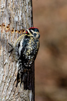 Yellow-bellied-Sapsucker-Female