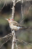 Northern-Flicker-in-Winter