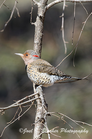 Northern-Flicker-in-Winter