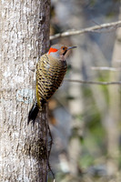 Northern-Flicker-on-Winter-Oak