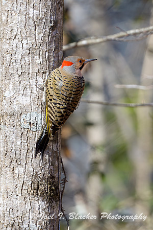 Northern-Flicker-on-Winter-Oak