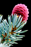 Trees & Shrubs