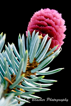 Spruce Flower.jpg