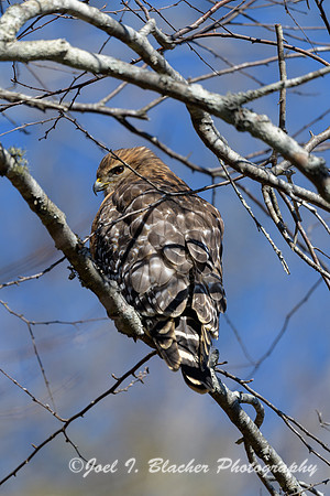 Red-shouldered-Hawk-Chatt-Obs-Deck