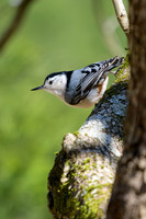 White-breasted-Nuthatch-on-Dogwood