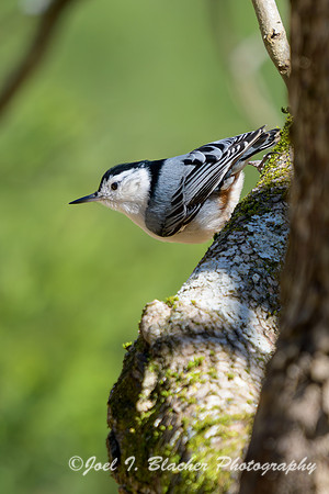 White-breasted-Nuthatch-on-Dogwood
