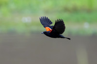 Songbirds
