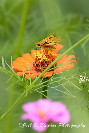 Firey Skipper-on-Zinnia