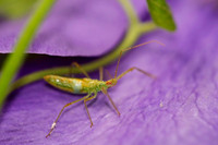 Arachnids, Insects, and Other Inverts