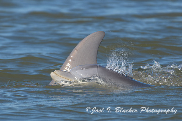Bottlenose-Dolphin-and-Calf-Jekyll