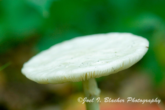 False White Death Cap.jpg