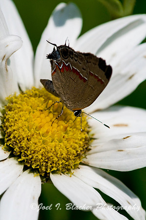Red-banded Hairstreak.jpg