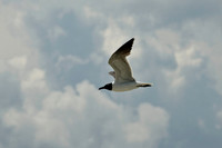 Shorebirds and Waders
