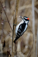 Downy-Woodpecker-2-Chatt-Obs-Deck