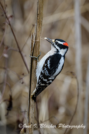 Downy-Woodpecker-2-Chatt-Obs-Deck