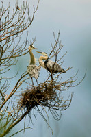 Shorebirds and Waders