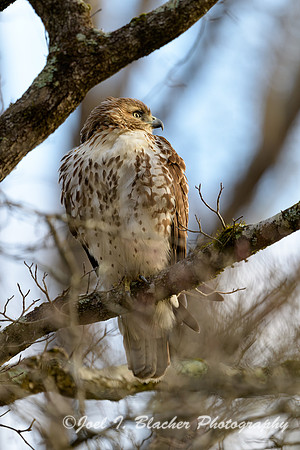 Red-shouldered-Hawk-5