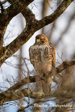 Red-shouldered-Hawk-4