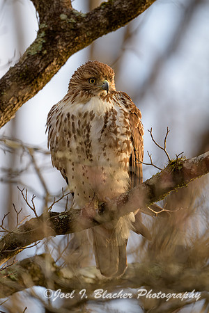 Red-shouldered-Hawk-6