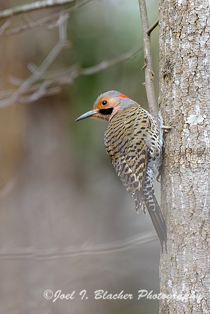 Northern-Flicker-on-Winter-Oak-2