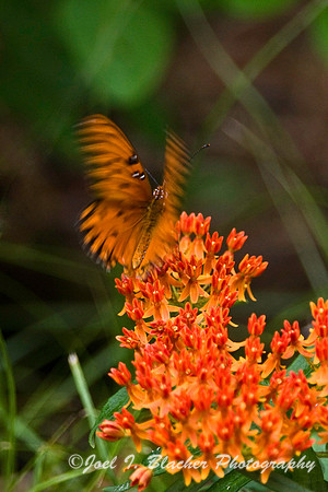 Pearl Crescent on Butterfly Bush.jpg