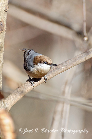 Brown Nuthatch 1, BTFP.jpg