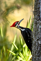 Pileated-Woodpecker-Okefenokee